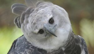 Águila Arpía: Características, Hábitat, Alimentación y mas