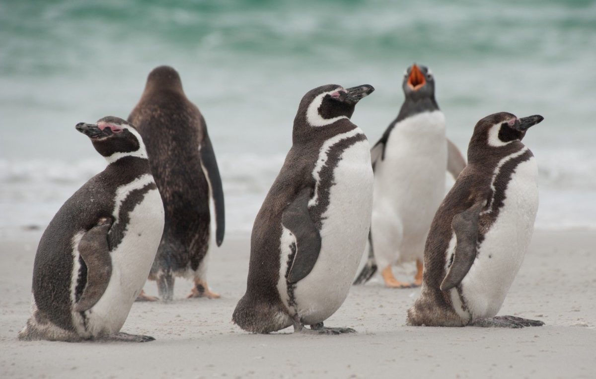 pingüino de Magallanes