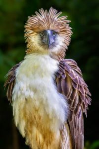 Vous voulez tout savoir sur l'aigle des Philippines ?  apprenez-le ici