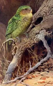 Coñecer todo sobre kakapo: características, hábitat e moito máis