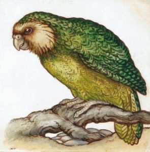 Coñecer todo sobre o kakapo: características, hábitat e moito máis