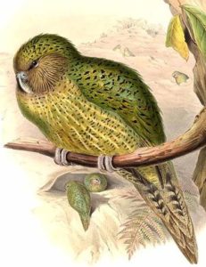 Atopa todo sobre o kakapo: características, hábitat e moito máis