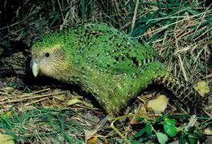 SABE todo sobre o kakapo: características, hábitat e moito máis