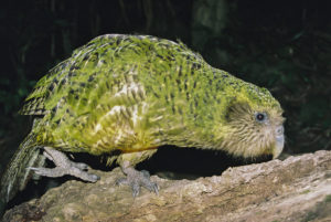 sabe tudo sobre Kakapo: Recursos, habitat e muito mais