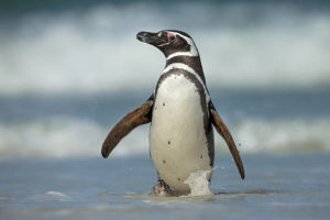Pingüino de magallanes, lo que no sabías sobre esta especie