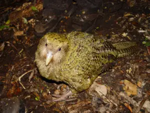 Conoce Todo sobre el Kakapo: Características, Hábitat y mucho Más