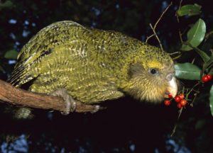 Coñeza todo sobre o kakapo: características, hábitat e moito máis