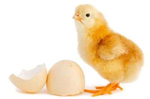 Aprende qué comen los pollitos para estar sanos