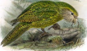 saber Todo sobre kakapo: características, hábitat e moito máis