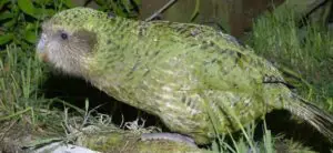Conoce Todo sobre el Kakapo: Características, Hábitat y mucho Más