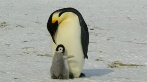 Descubre Todo Sobre el Pingüino Rey, esta Importante Especie
