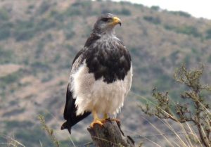 Tipos de Águilas: Sus nombres, las que están en Extinción, por Regiones y más