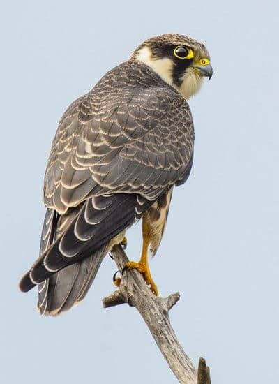 Falco Subbuteo