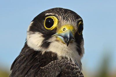 Falco Subbuteo