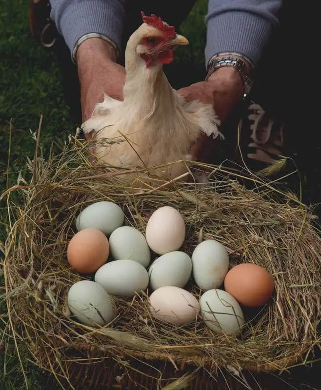 incubar huevos de gallina