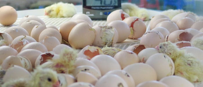 Incubar Huevos De Gallina