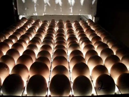 Incubar Huevos De Gallina 