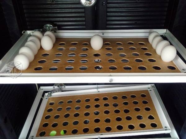 Incubar Huevos De Gallina 