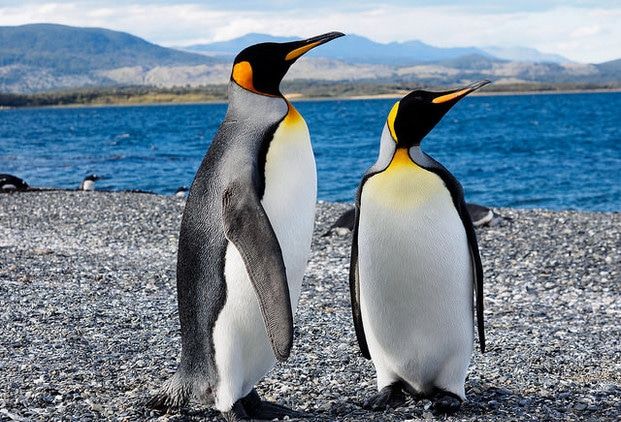 Pingu Rey Descubre Todo Sobre el Pingüino Rey, esta Importante Especie