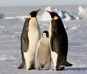 como se cortejan los pinguinos