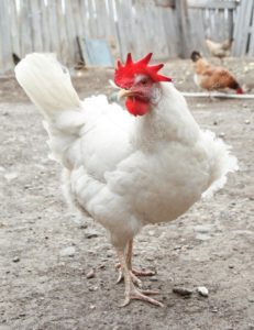 pollo cornish