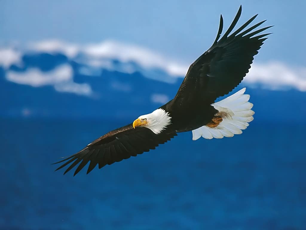 Tipos de Águilas: Sus nombres, las que están en Extinción, por Regiones y  más