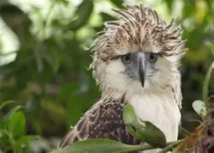 Vous voulez tout savoir sur l'aigle des Philippines ?  apprenez-le ici