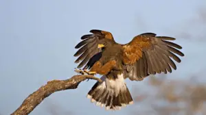 Águila Harris: Características, Hábitat, Cuidados, Alimentación y más