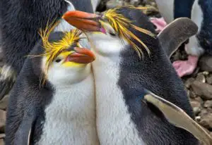 huevos de pinguinos