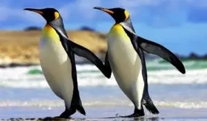 Aprende todo sobre los huevos de pingüino y como se desarrollan