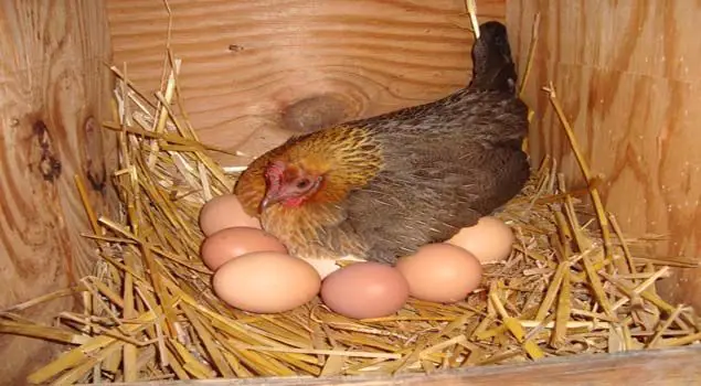 incubar huevos de gallina 