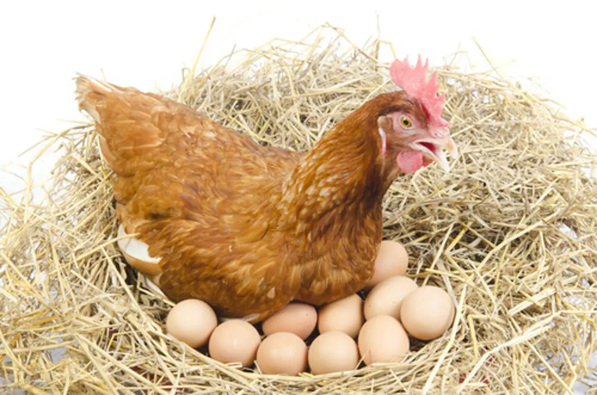 Huevos de las gallinas
