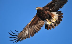 Tipos de Águilas: Sus nombres, las que están en Extinción, por Regiones y más