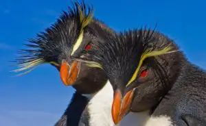 Aprende todo sobre como se cortejan los pingüinos aqui en este blog