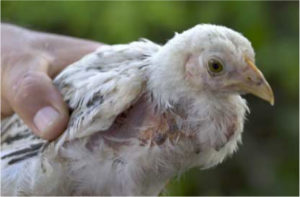 Aprende todo sobre histomonas meleagridis, enfermedad en aves