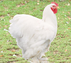 Descubre todo sobre la gallina cochinchina y sus detalles