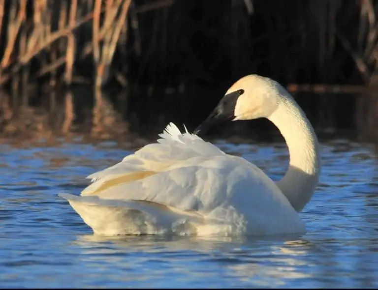 Descubre Al Cisne Trompetero, Un Ave De Gran Tamaño