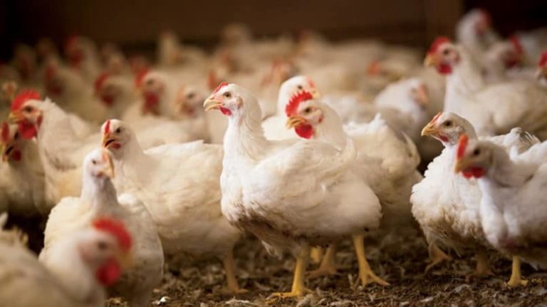 Cuantas Gallinas Entran Por Metro Cuadrado