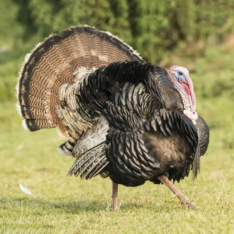 Pavo Bronceado Lo Que No Sab As Sobre Esta Raza