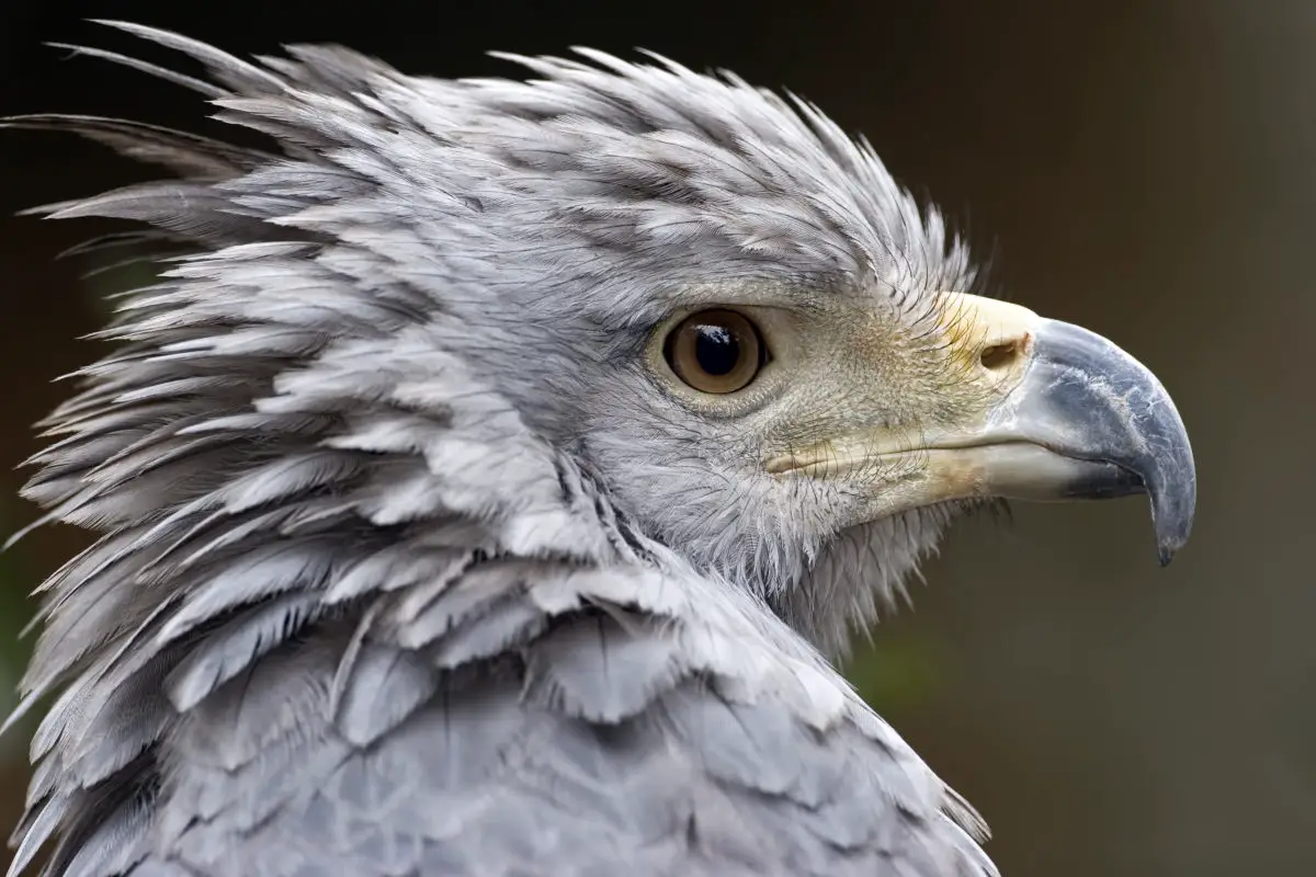 Águila coronada, una poderosa ave que se alimenta de mamíferos