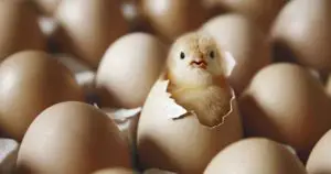Incubadoras de 24 huevos