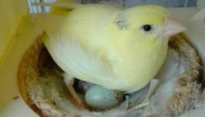 nidos para canarios