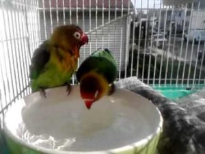Bañeras para Pájaros
