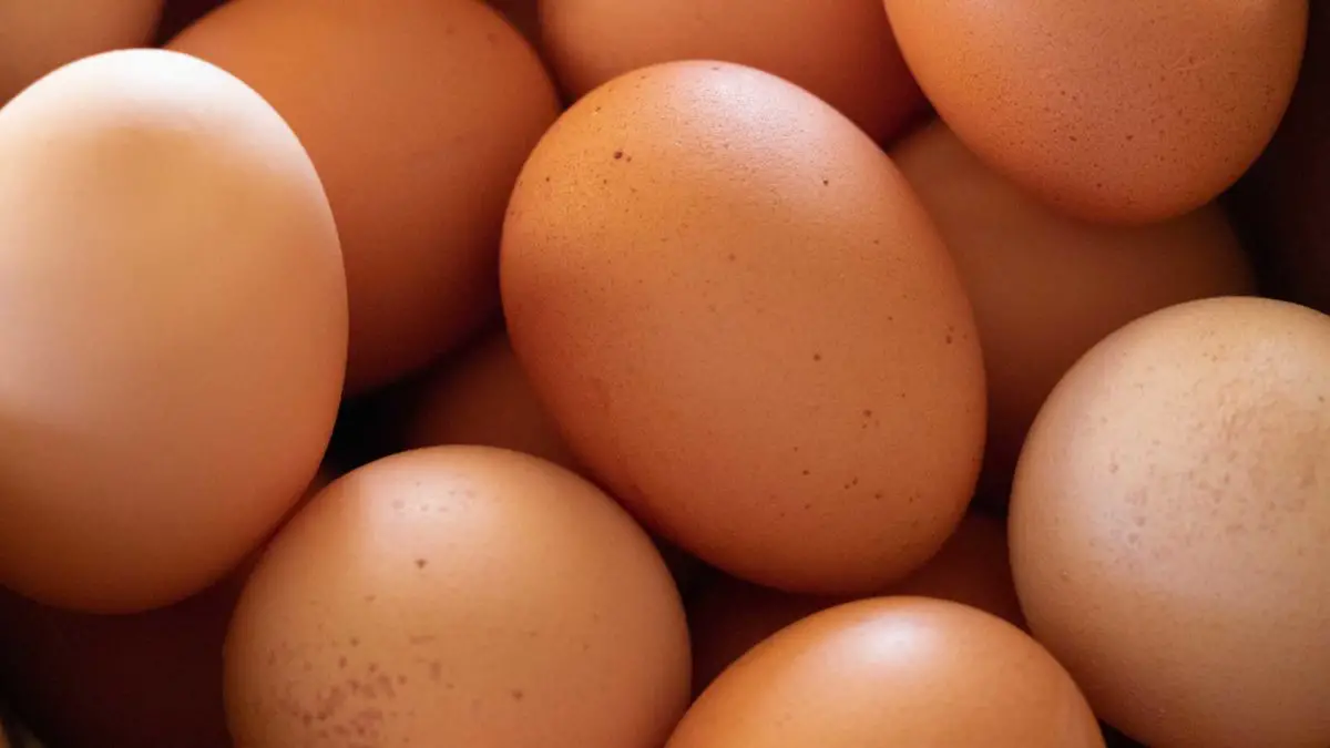 como saber si un huevo es fertil 