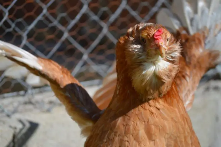 Huevos Azules QuÉ Gallina Los Pone Y Todo Sobre Ellos