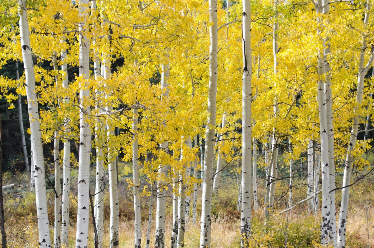 ÁLAMO TEMBLÓN, TODO DEL ÁRBOL QUE EMBELLECE BOSQUES