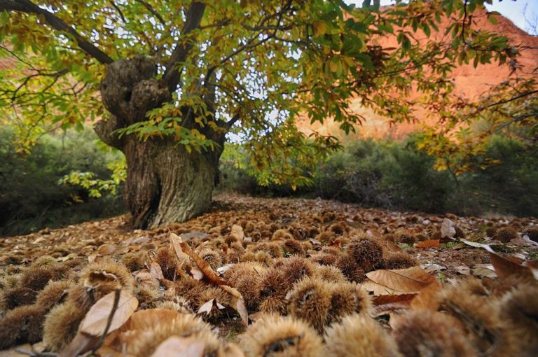 ÁRBOL DE CASTAÑAS: TODO ACERCA DEL FAMOSO CASTAÑO