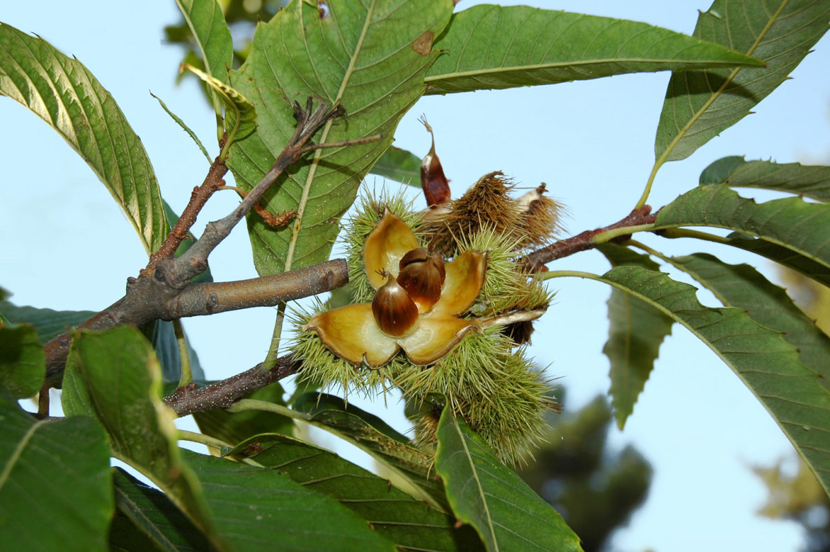 ÁRBOL DE CASTAÑAS: TODO ACERCA DEL FAMOSO CASTAÑO