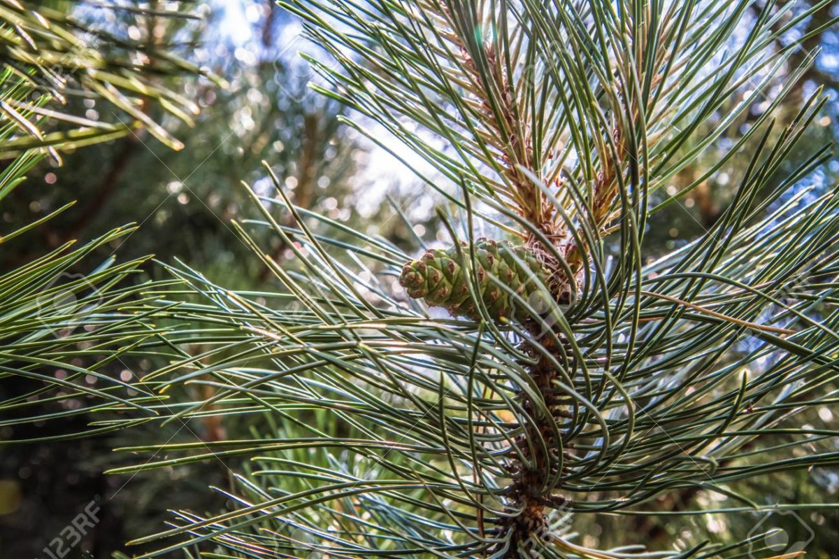 Pilares pino negro 80-100cm Pinus nigra