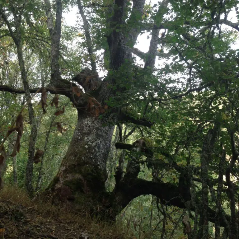 ROBLE ALBAR TODO DE ESTE ÁRBOL SU CULTIVO Y MUCHO MÁS